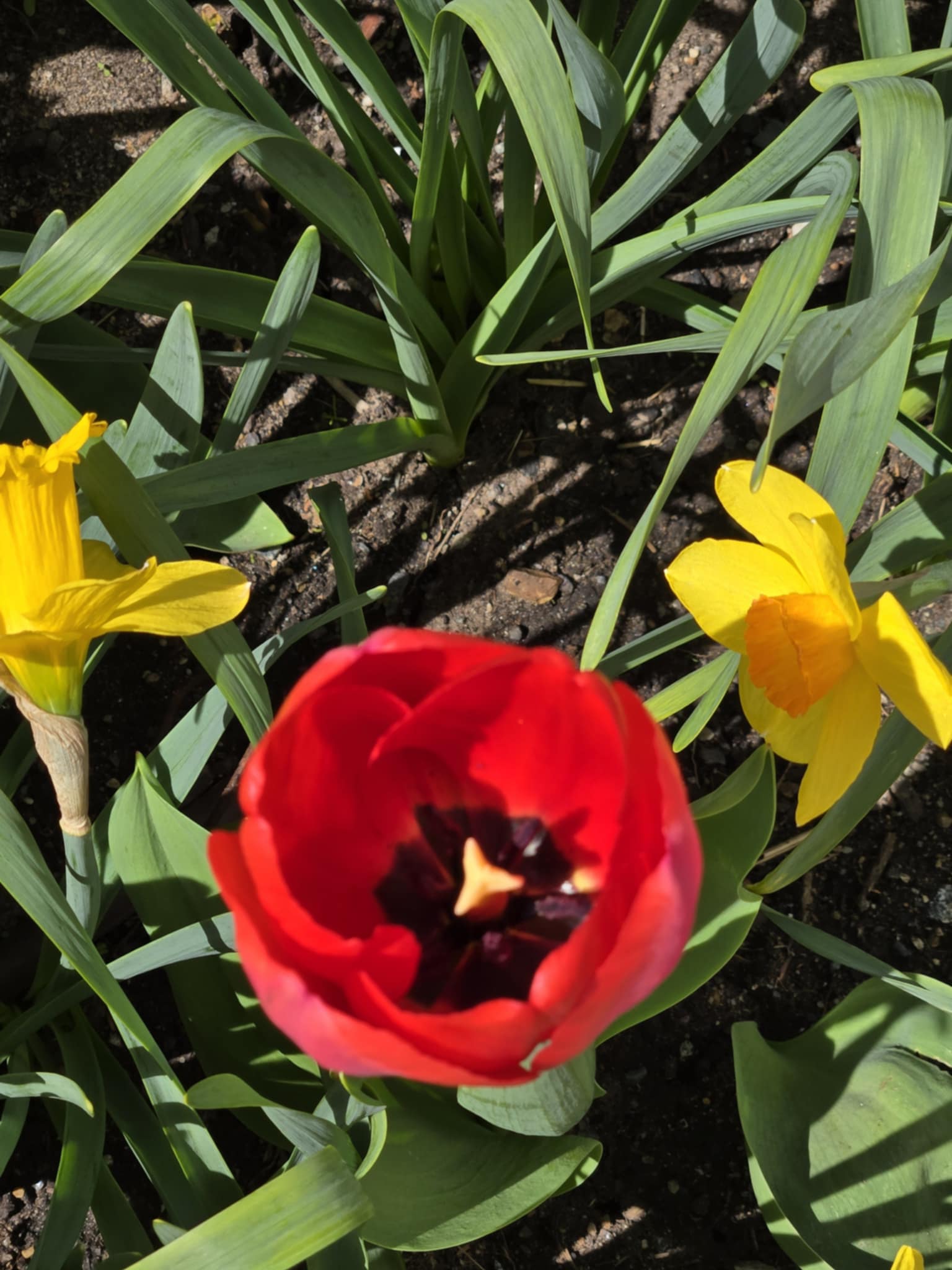 Messenger_creation_E24BD8AC-8D0F-4245-9D6F-476176C5B5A7 Springtime has arrived!
